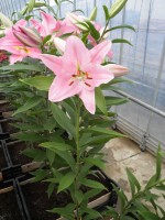 [1892 Ficini VH No02.JPG]